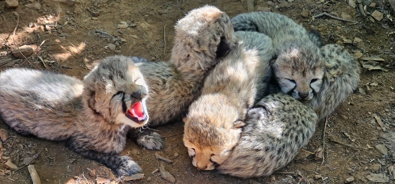 भारतात चित्त्यांची संख्या ६० वर: कुनोत पाच बछड्यांचा जन्म (Project Cheetah)